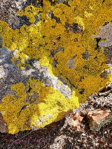 highline-2020-day6-8  lichen  w.jpg (584450 bytes)